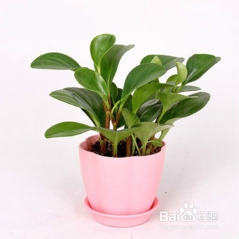 豆瓣绿（碧玉花）的介绍