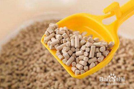 刚出生的猫咪怎么养活