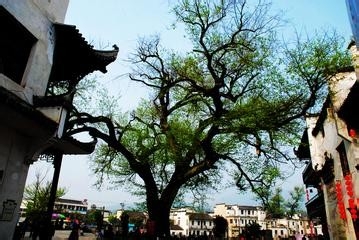 宏村一日全景游