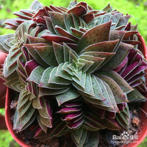 茜之塔多肉怎么养?