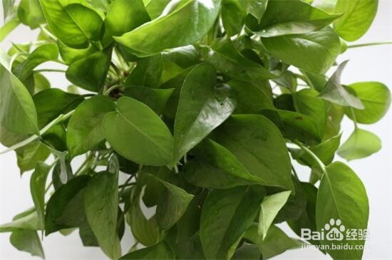 植物除甲醛原理和效果