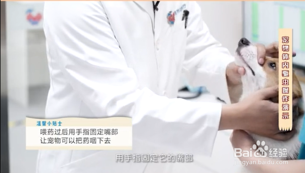 如何给宠物正确的驱虫