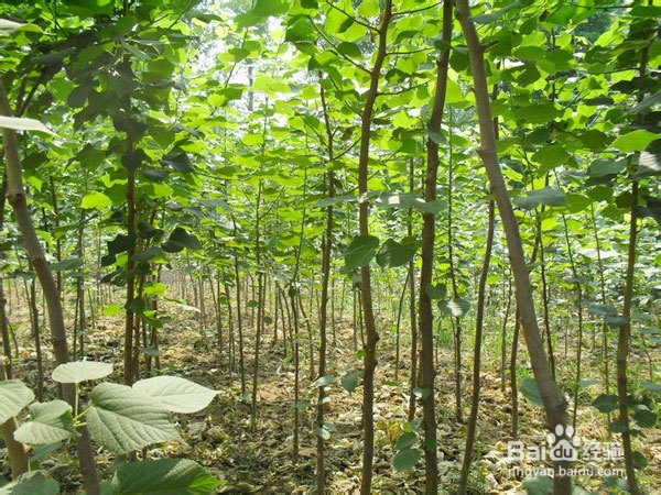 野外可以吃的植物