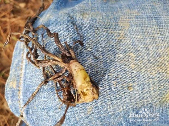 重楼种植技术方法