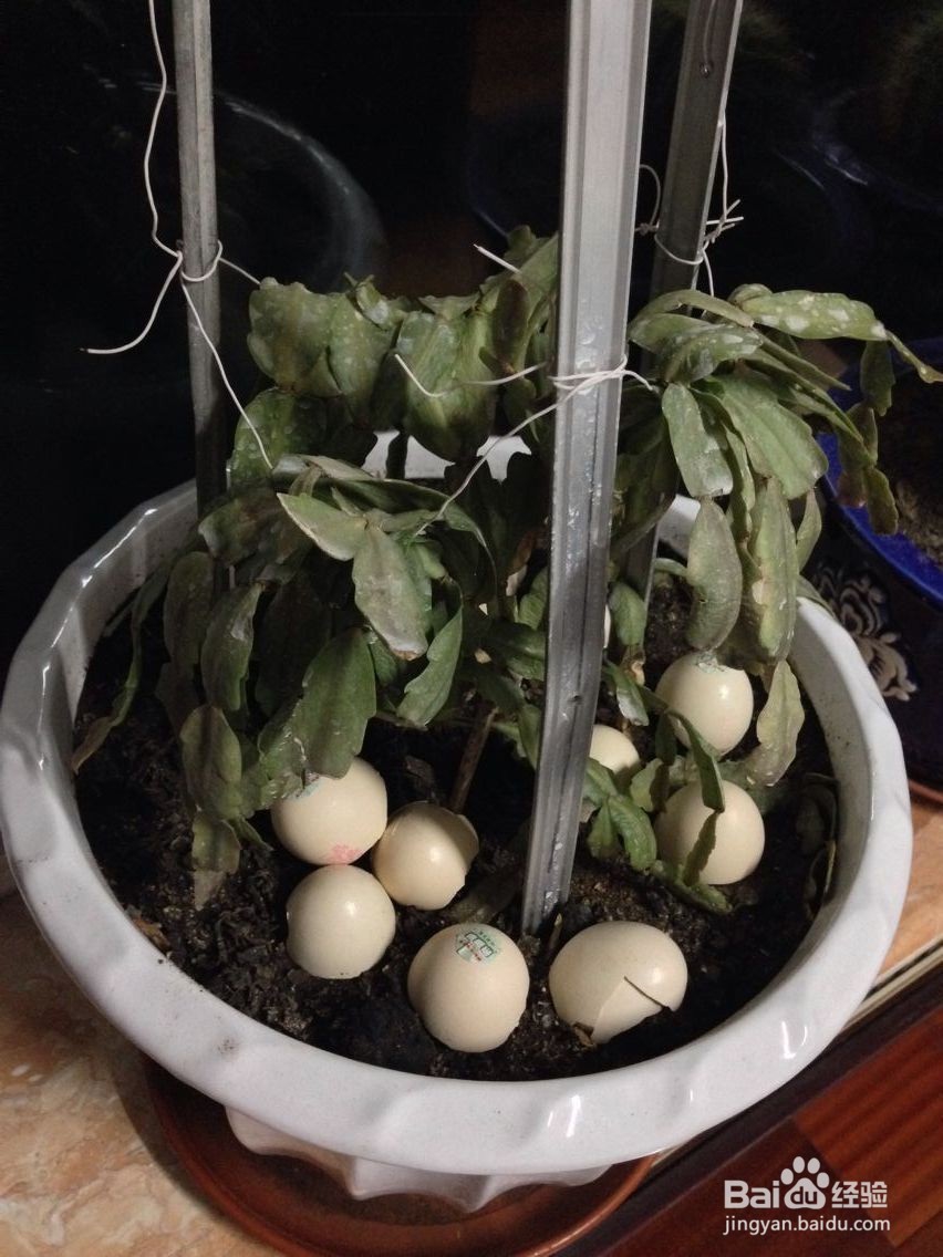 如何挽救一株垂死的植物