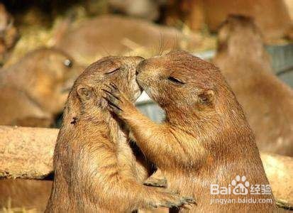 怎么维持一段异地恋?