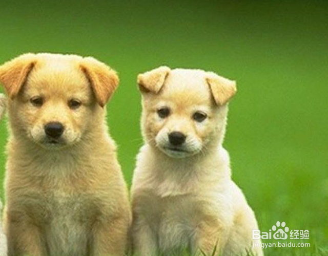 狗乱尿拉屎怎么办