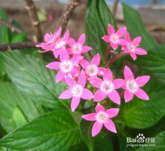 繁星花的养殖方法