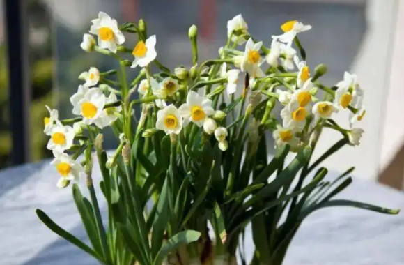 春节花市都卖什么花