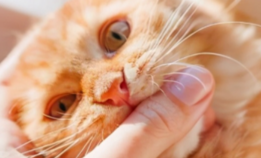 猫咪咬主人手代表什么