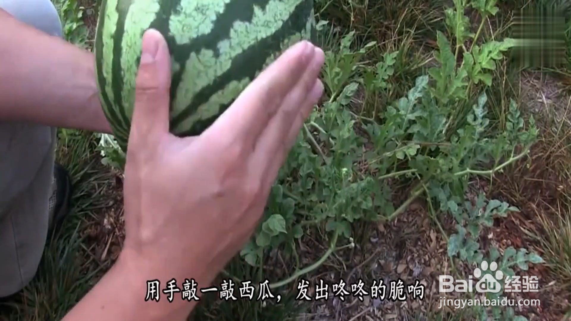 怎样挑选西瓜？