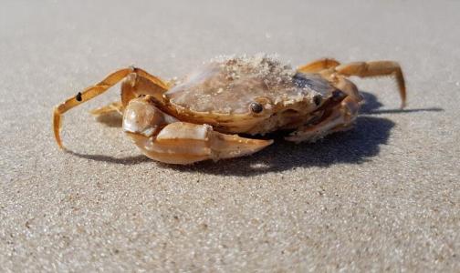 海蟹和什么相克