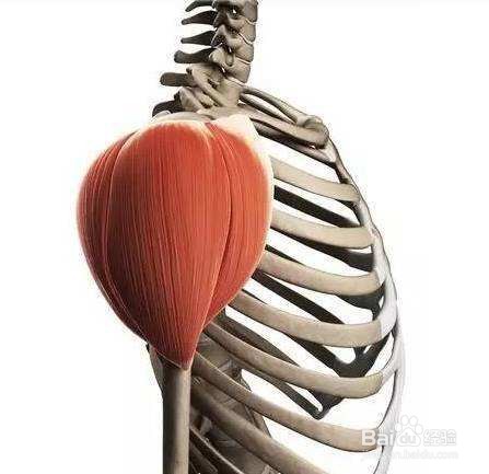 如何练就强壮的三角肌?