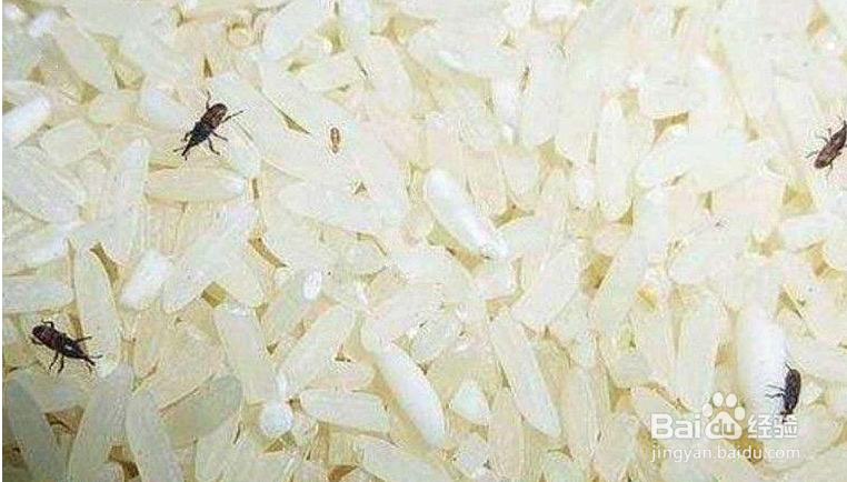 米放久了长虫怎么办