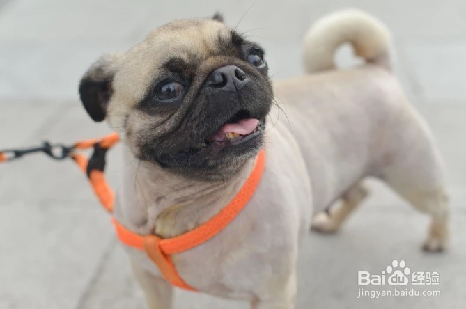 怎么样去掉家具上的狗狗毛