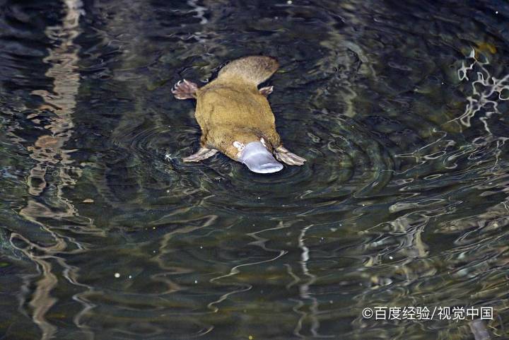 鸭嘴兽的尾巴有什么作用