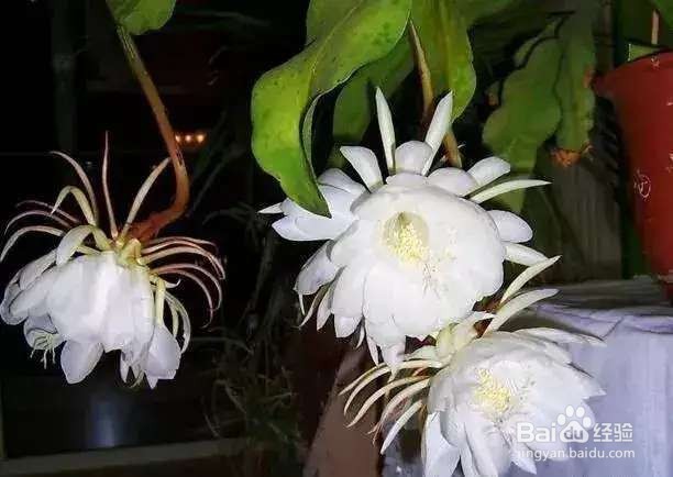 小时候的晚饭花,总在吃饭时开花,现在却少见