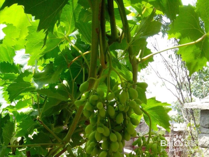 阳台上种葡萄的方法