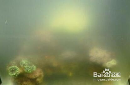鱼缸水起白雾怎么解决