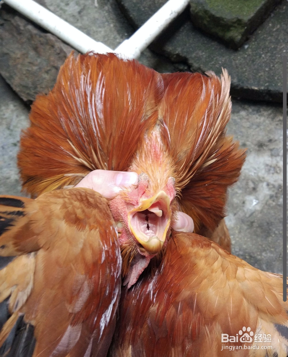 农村拜神鸡贡品鸡怎么处理收拾