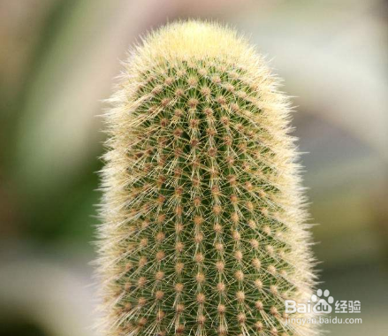 仙人指怎么嫁接繁殖