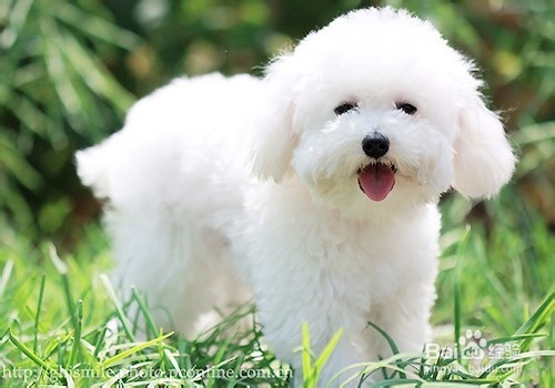 如何狗洗澡?狗狗洗澡中应哪些方面