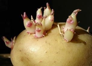 果蔬食用注意事项