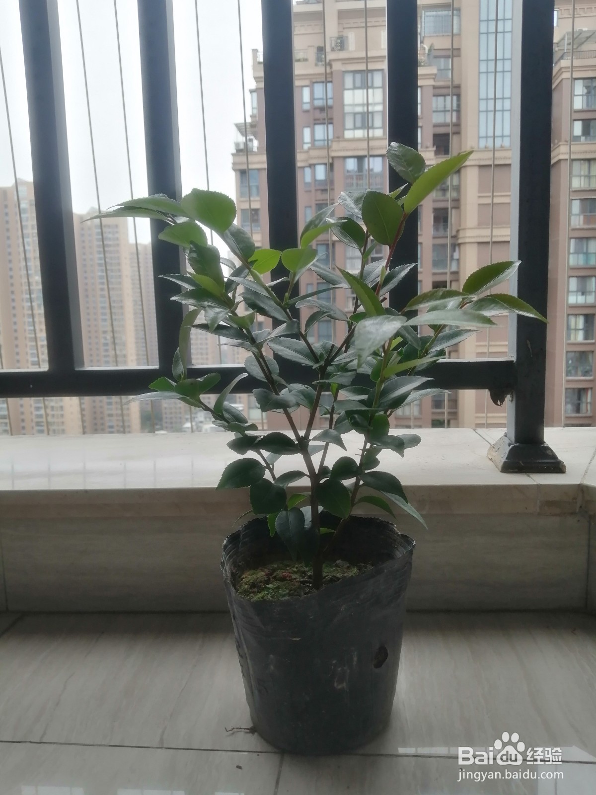 新买植物的换盆养护