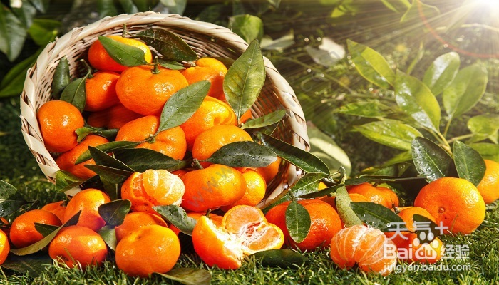 桔子树叶子发黄发干怎么办