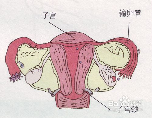 来描述子宫的异常增大。若扪及附件肿块，则以厘米为单位描述肿块的大小