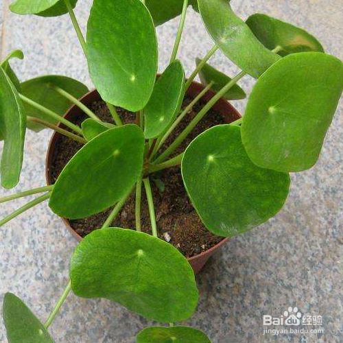 镜面草的培育方法与繁殖方法