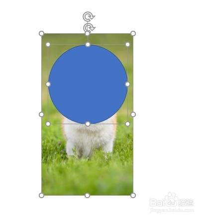 ppt|将图片裁剪成任意形状