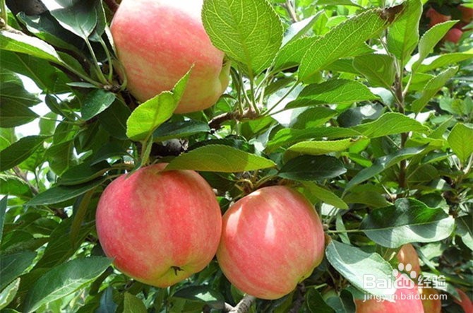 抗病抗癌抗衰老!8种食物