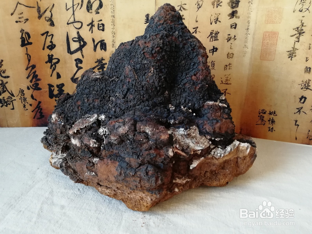 桦褐孔菌(桦树茸)如何煮食,有什么功效
