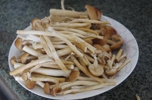 教你怎么做鲜茶树菇烧排骨