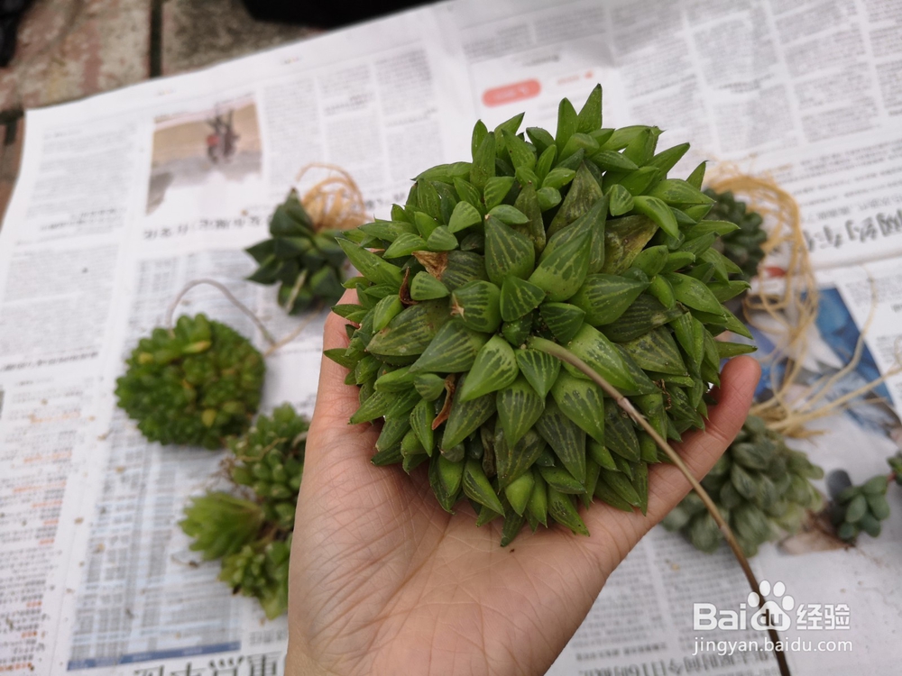 怎么种植多肉雨露？
