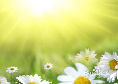 怎么养殖菊花