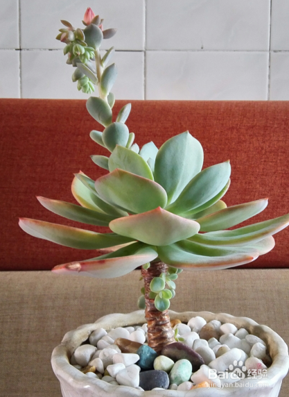 多肉植物白凤怎么露养