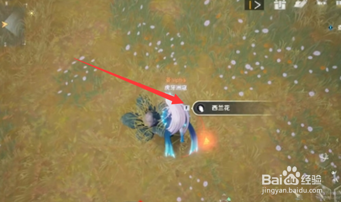 幻塔西兰花在哪