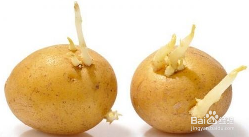 哪些植物发芽后能吃哪些不能吃