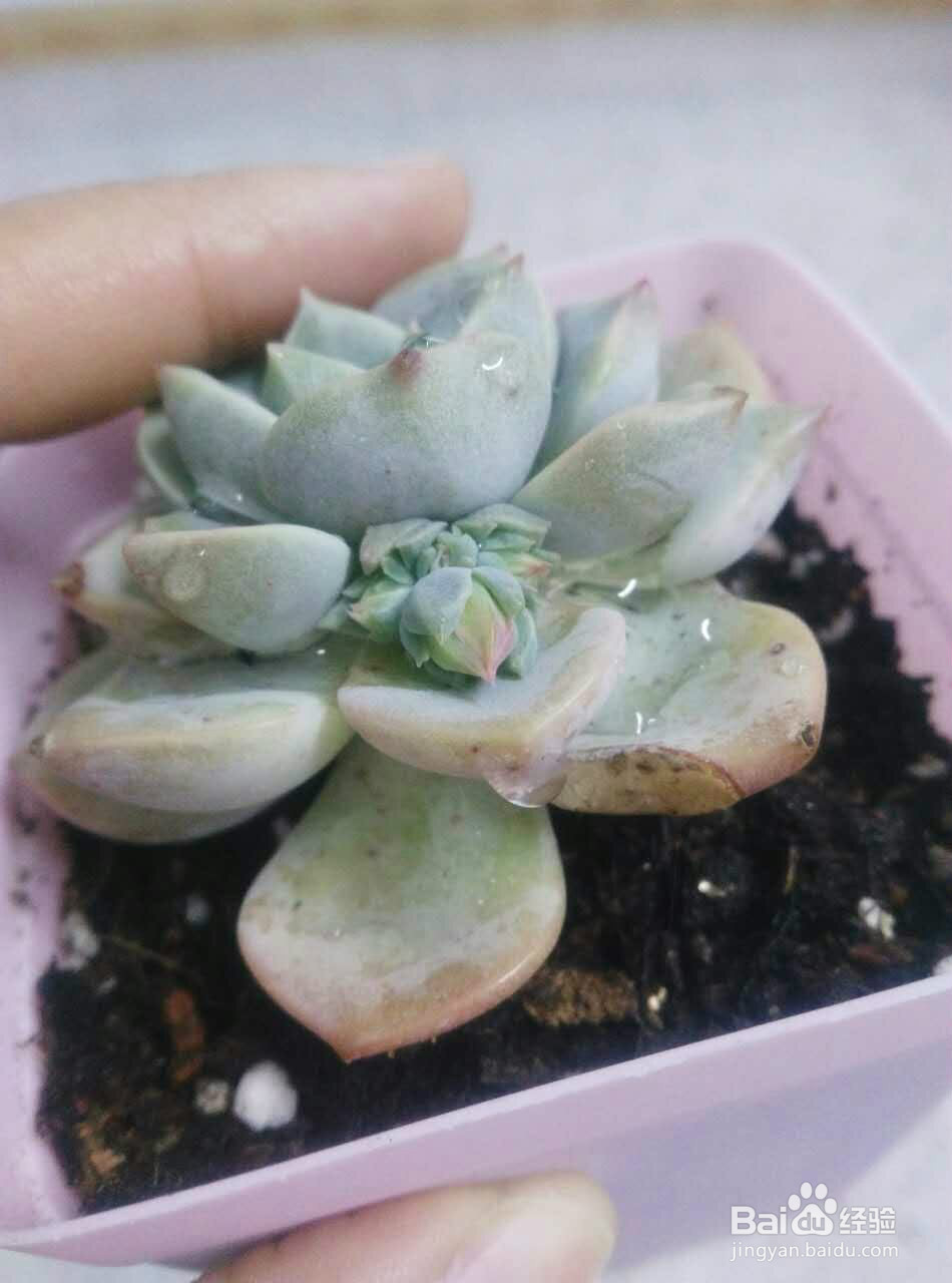 多肉植物怎么种(养)