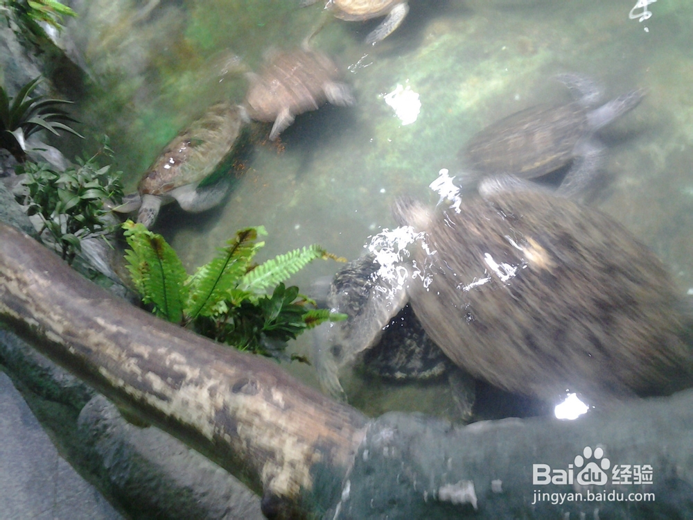 北海银滩自助游