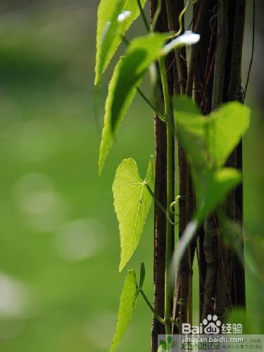常春藤的养殖方法以及病害解决方法分享