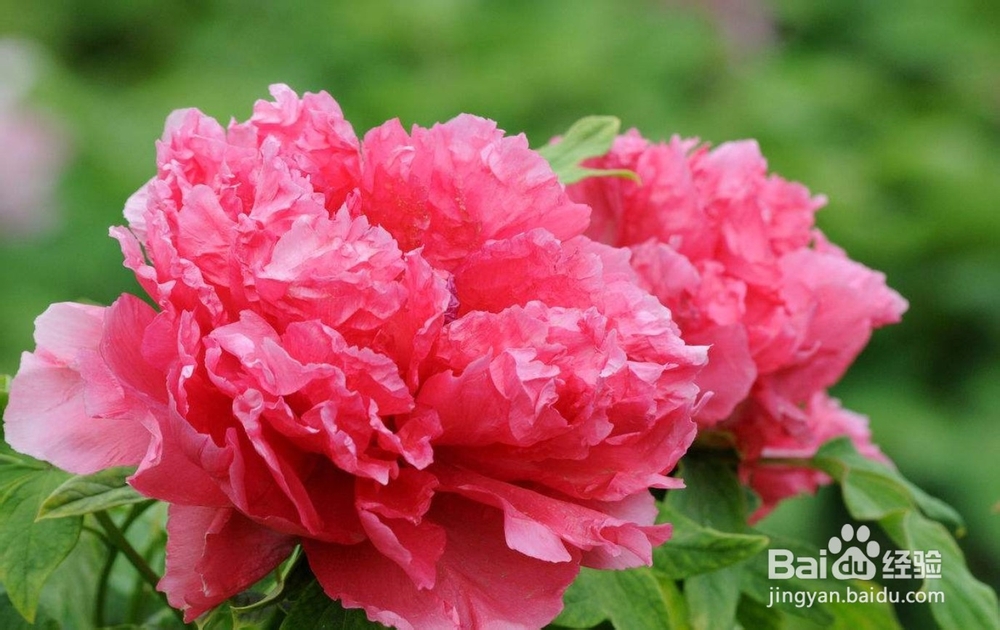 牡丹开花的情况和实用价值