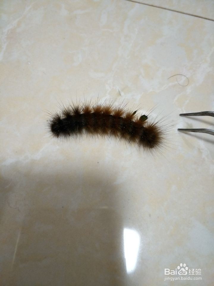 我是如何用玻璃杯水培多肉植物的