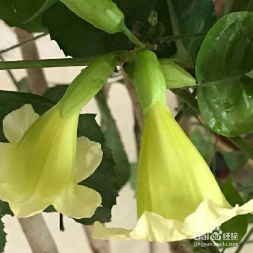 幸福树换盆方法和注意事项