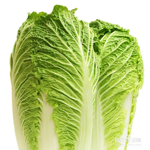 怎样栽白菜苗成活率高