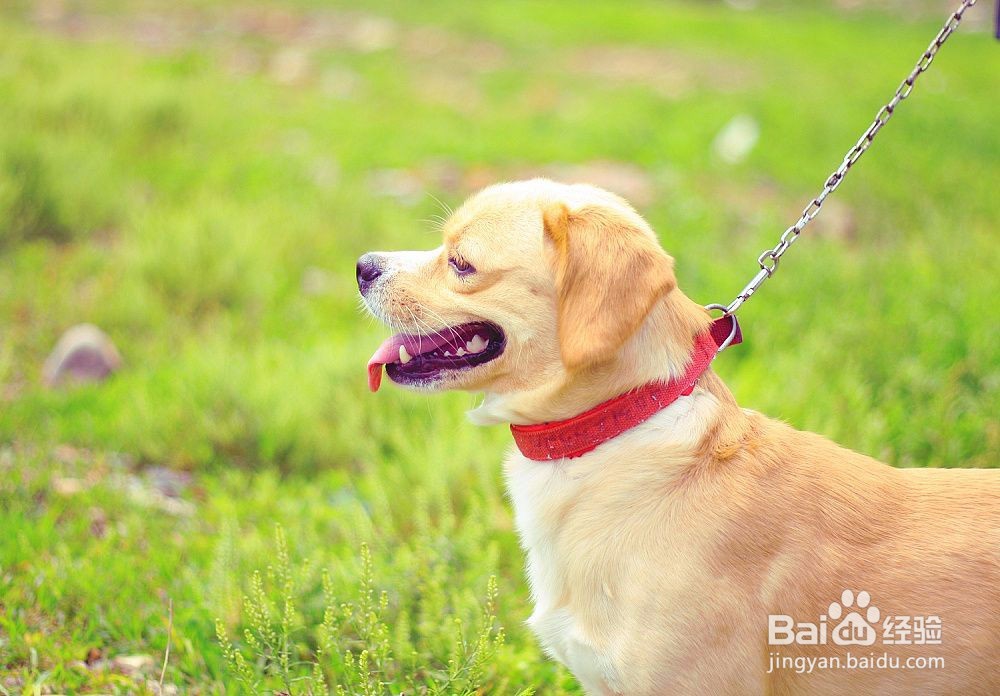 怎样读懂犬的心理特征?