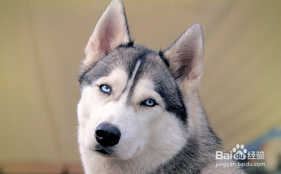 哈士奇训练教程