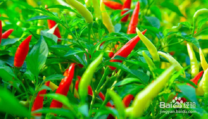 怎么种辣椒种子